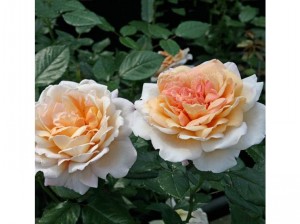 SPICY PARFUMA (hybrid tea)